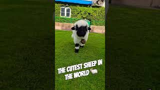 My Valais Blacknose sheep  Saturn is the cutest sheep in the world 世界上最可愛的土星，瓦萊黑鼻羊土星 （4個月大） [upl. by Ahcas]