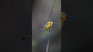 Prothonotary Warbler Singing  Minute of Wildlife birds wildlife nature [upl. by Micky]