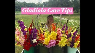 Gladiolus care tips [upl. by Brindell119]