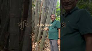 পৃথিবীর সবচেয়ে বড় ঘাস। [upl. by Landry]