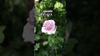 ノヴァーリス novalis 2番花 2024 07 20 ノヴァーリス novalis バラ rose roses garden gardening flowerlove [upl. by Leahcimdivad]