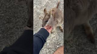 Rock Wallabies wallabies australia wildlife nature australian queensland fyp viralvideo [upl. by Rosalyn368]