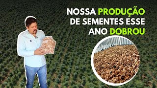 NOSSA PRODUÇÃO DE SEMENTES ESSE ANO DOBROU [upl. by Lionel]