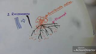 Fungi Hyphae Modification [upl. by Luis514]