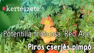 Potentilla fruticosa Red Ace  Cserjés pimpó piros ültetése  Megyeri Kertészet Szeged [upl. by Gabbey354]