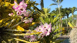 Orchid Haul from the Fairchild Orchid Show Morning Walk amp New Blooms In the Garden [upl. by Atreb]