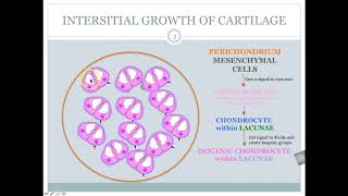 Ch 6 Interstitial Growth VS Appositional Growth [upl. by Atnoved]