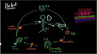 Parasitology 04 H hetrophyes »DrMoaz [upl. by Pascal]