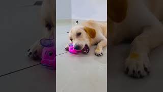 मेरे डॉग ने सबको पकड़ लिया😭 funnydogs shorts [upl. by Ainehs]