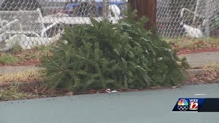 How and where to safely dispose of your Christmas tree after the holiday season [upl. by Tinya]