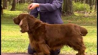 Sussex Spaniel  AKC Dog Breed Series [upl. by Adnovahs]