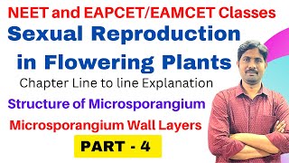 Class 12 Biology Chapter 2  Stamen Microsporangium amp Pollen Grain CBSENEET 202223 [upl. by Helyn]