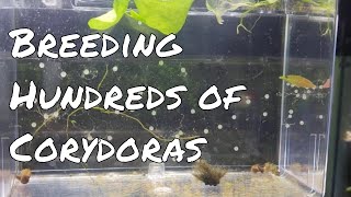 How To Breed Hundreds of Corydoras [upl. by Nylatsyrc]