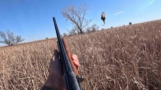 South Dakota Pheasant Hunting 11182023 [upl. by Mosa735]