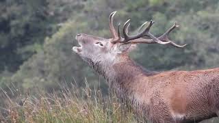 Killarney national Park Red Deer stag bellowing during a rut [upl. by Hcahsem]