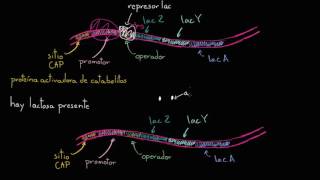 Operón lac  Regulación génica  Biología  Khan Academy en Español [upl. by Demetris]