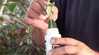 How to Grow a New Rose Bush From a Cutting [upl. by Chapell]