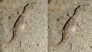 lizard 🦎 sitting wall at night  lizard walk on the wall  lizard is pregnant animalloverrina [upl. by Tanney]