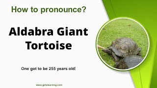 How to pronounce Aldabra Giant Tortoise Correctly in English [upl. by Ylrebme]