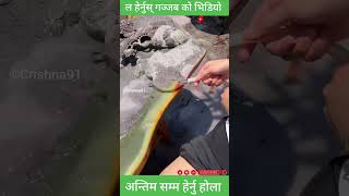 ढंुगा लाई सुन बनायर बेच्छन् चाइनिज ले हेर्नुस् 😱ytshorts agriculture nepal 🇳🇵🙏 [upl. by Janean]