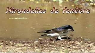 HIRONDELLE DE FENETRE  dont SLOW MOTION [upl. by Ahsiela128]