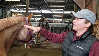 Mane and forelock banding tutorial [upl. by Simpkins780]