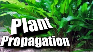 How to quotPropagatequot Cryptocorynes  Easy Guide to Aquarium Plants [upl. by Carpet453]