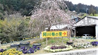 🌺02🌺梅 《阿川梅の里》入口 Agawa Ume no Sato entrance 神山町 [upl. by Miranda]