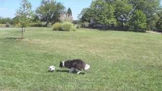 Lily the Amazing Soccer Playing Border Collie [upl. by Parlin572]