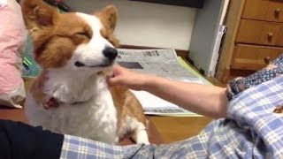 Cute Dogs Demanding Petting Compilation 2014 NEW [upl. by Ennovyahs]