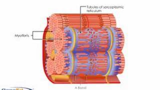 Muscle contractile protiens [upl. by Assenab]