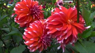 KEN GREENWAY AND HIS ACCENT DAHLIAS 915 [upl. by Dermott]