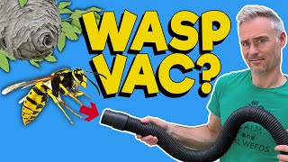 Fast and Easy WASP Nest Removal Method [upl. by Akemad121]