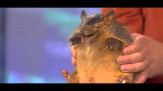 A Screaming Hairy Armadillo squeals on Today Show [upl. by Yrhcaz]