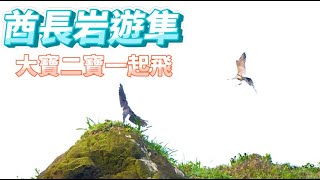 2023年酋長岩遊隼EP53大寶二寶一起飛Falco peregrinus2023年5月12日B [upl. by Nahtanoy]