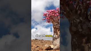 Can You Really Find the Worlds Most Unique Landscapes in Socotra explorercj [upl. by Nedap]