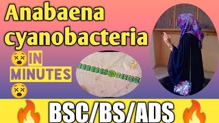 Anabaena cyanobacteriaheterocystplant bodyreproductionfull concepthuzaifa rfq tutorial [upl. by Alegnaed]