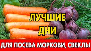 Когда сеять морковь свеклу редис весной 2024 по лунному календарю Лунный посевной календарь 2024 [upl. by Howie]