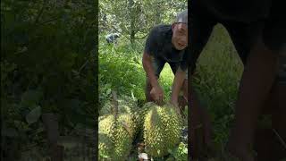 Panen Durian Monthong Terbesar [upl. by Sergius]