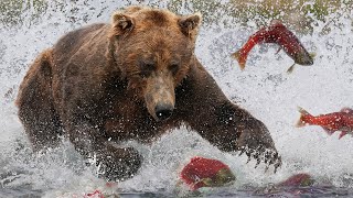 Grizzly Bears The Drama of the Alaskan Salmon Run  Alaska 🌎 🇺🇸  Wild Travel  Robert E Fuller [upl. by Adnema413]