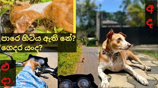 පාරෙන් ගෙදරට❤️️😥😘 From Sick Stray to Our Happy Pup dog rescue straydog [upl. by Sophy]