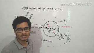 Mechanism of action of steroid hormones in detail [upl. by Nylanaj]