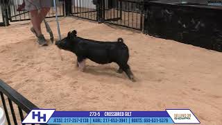 2735 CROSSBRED GILT  Heimer Hampshires Sept 23 2024 Sale [upl. by Ammej]