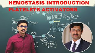 3 Hemostasis Introduction Platelets Activators and Inhibitors Platelets Glycoprotein Receptors [upl. by China744]