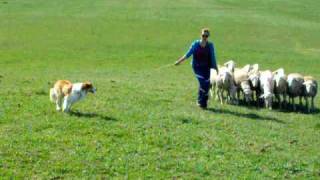 Border Collie Herding Sheep [upl. by Ahseram]