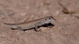 Interesting Facts We Should Know About Whiptail Lizard [upl. by Hoj586]