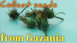 How to Collect Seeds from Gazania flower गजानिया के फूल से बीज कैसे कलैक्ट करे [upl. by Clava]