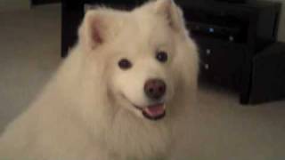 Samoyed named Tundra [upl. by Nivac360]