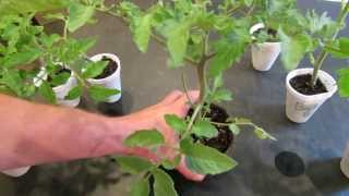 How to Create Double Stem Tomatoes What are Double Production Stems  The Rusted Garden 2013 [upl. by Ahsinirt]