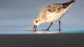 Sanderling feeding in sync with the waves [upl. by Adelric]